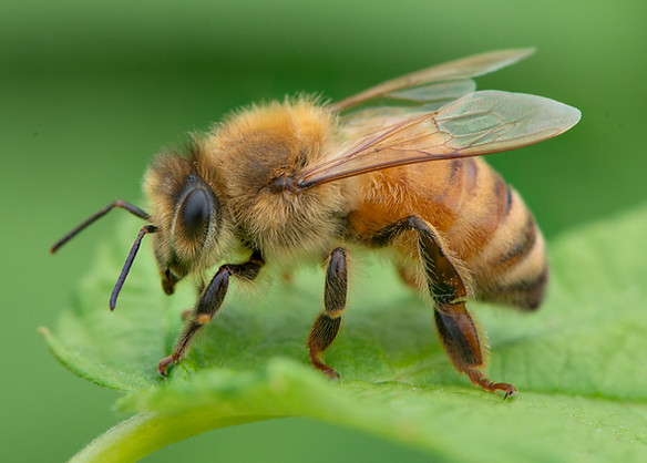 pic of bees