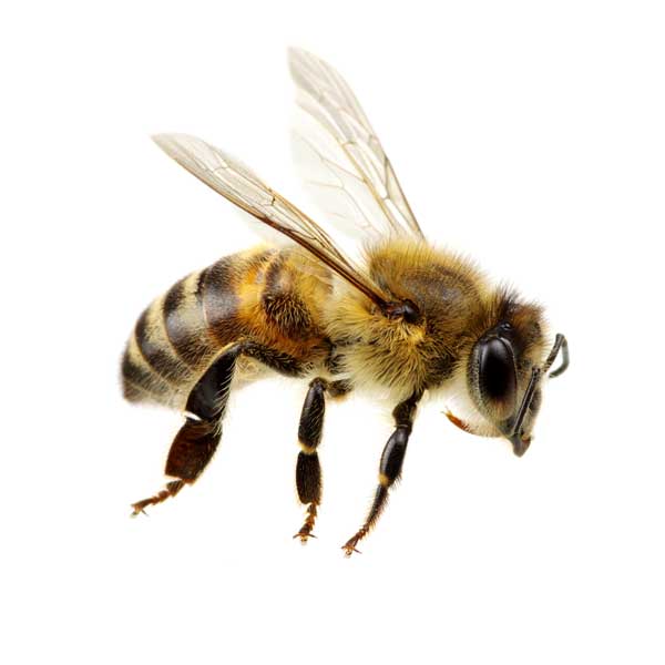 pic of bees