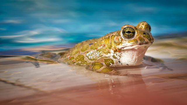 pic of frog