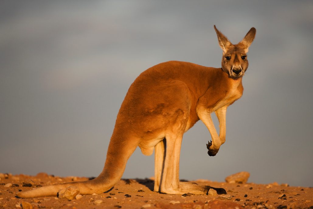 pic of kangaroo