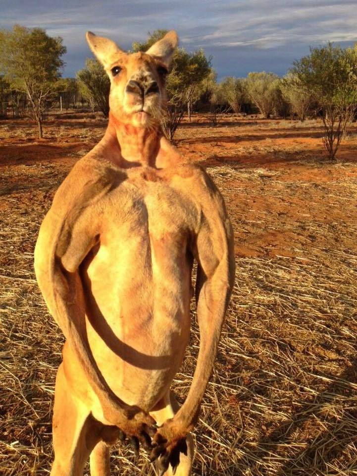 pic of kangaroo