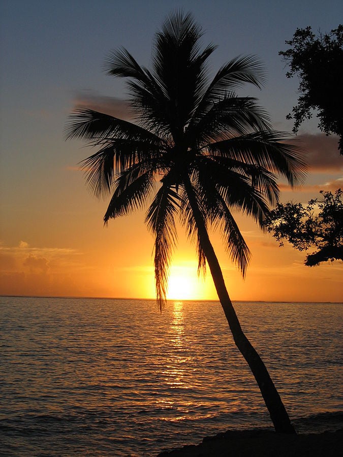 pic of palm trees