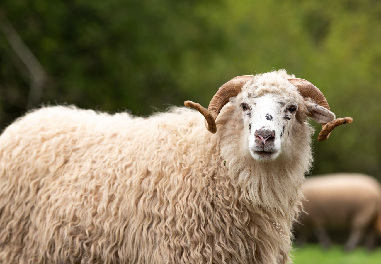 pic of sheep