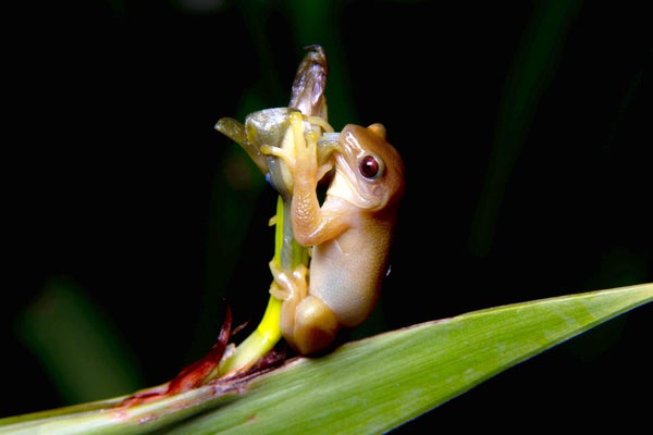 pics of a frog