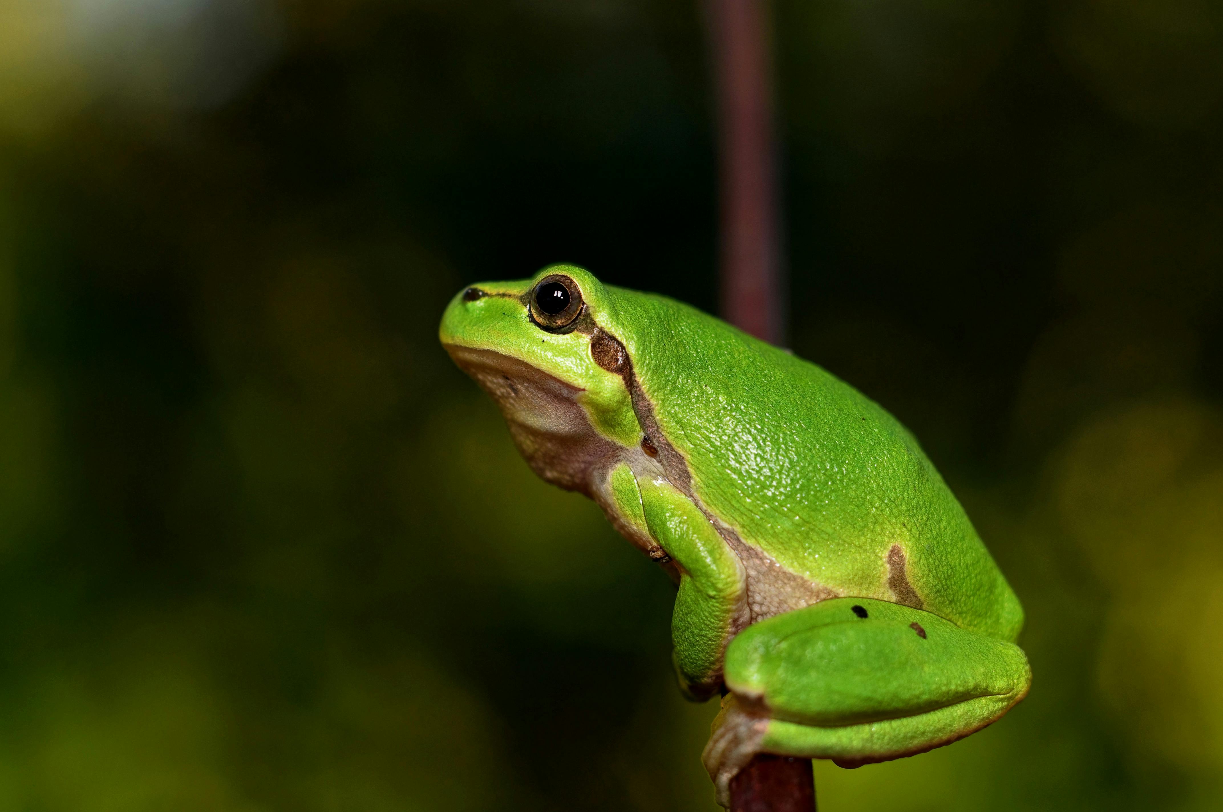 pics of a frog