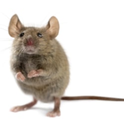 pics of a mouse