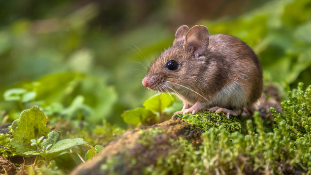 pics of a mouse