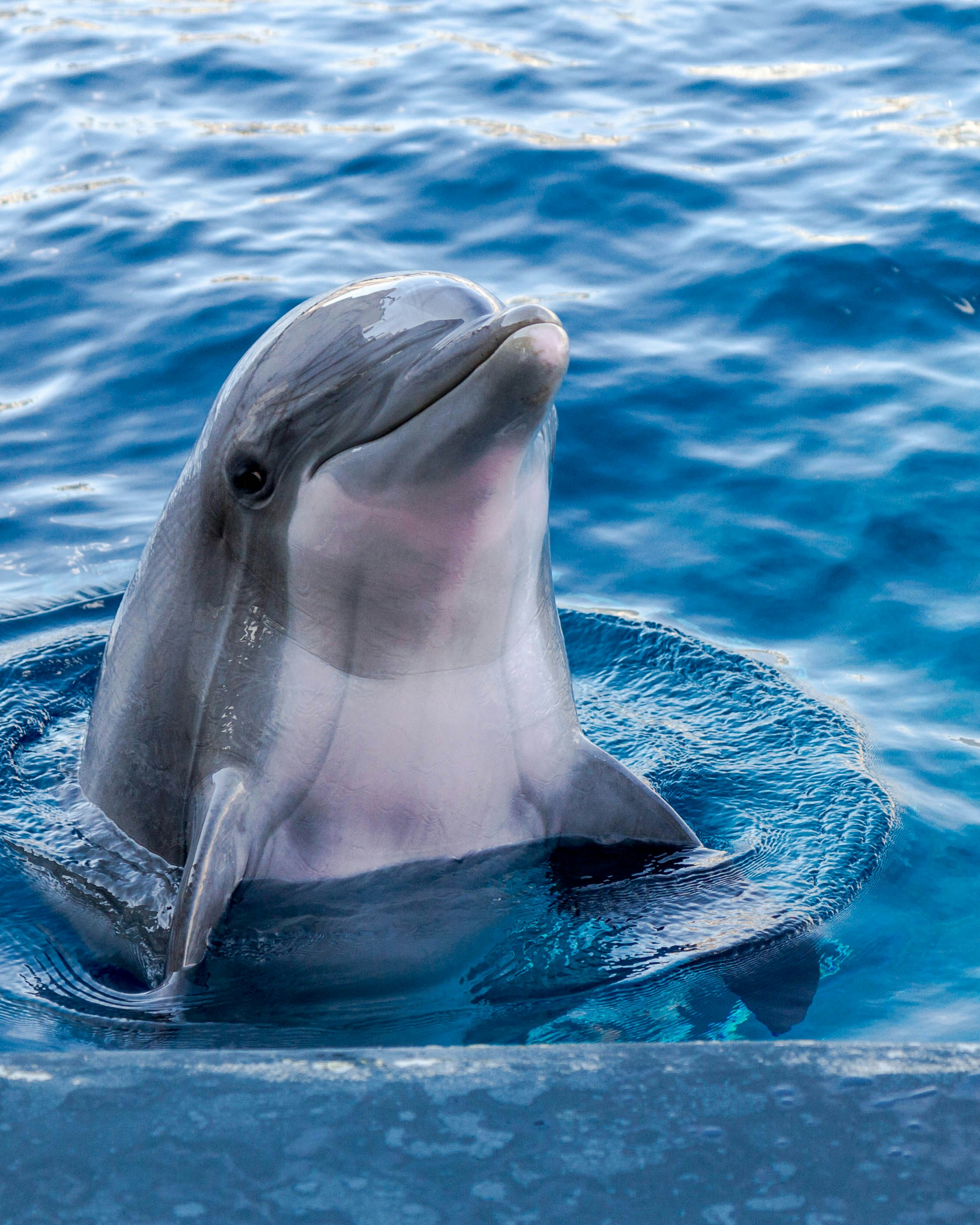 pics of dolphin