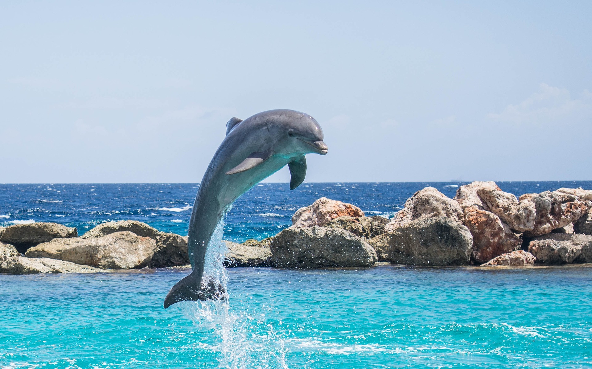 pics of dolphin