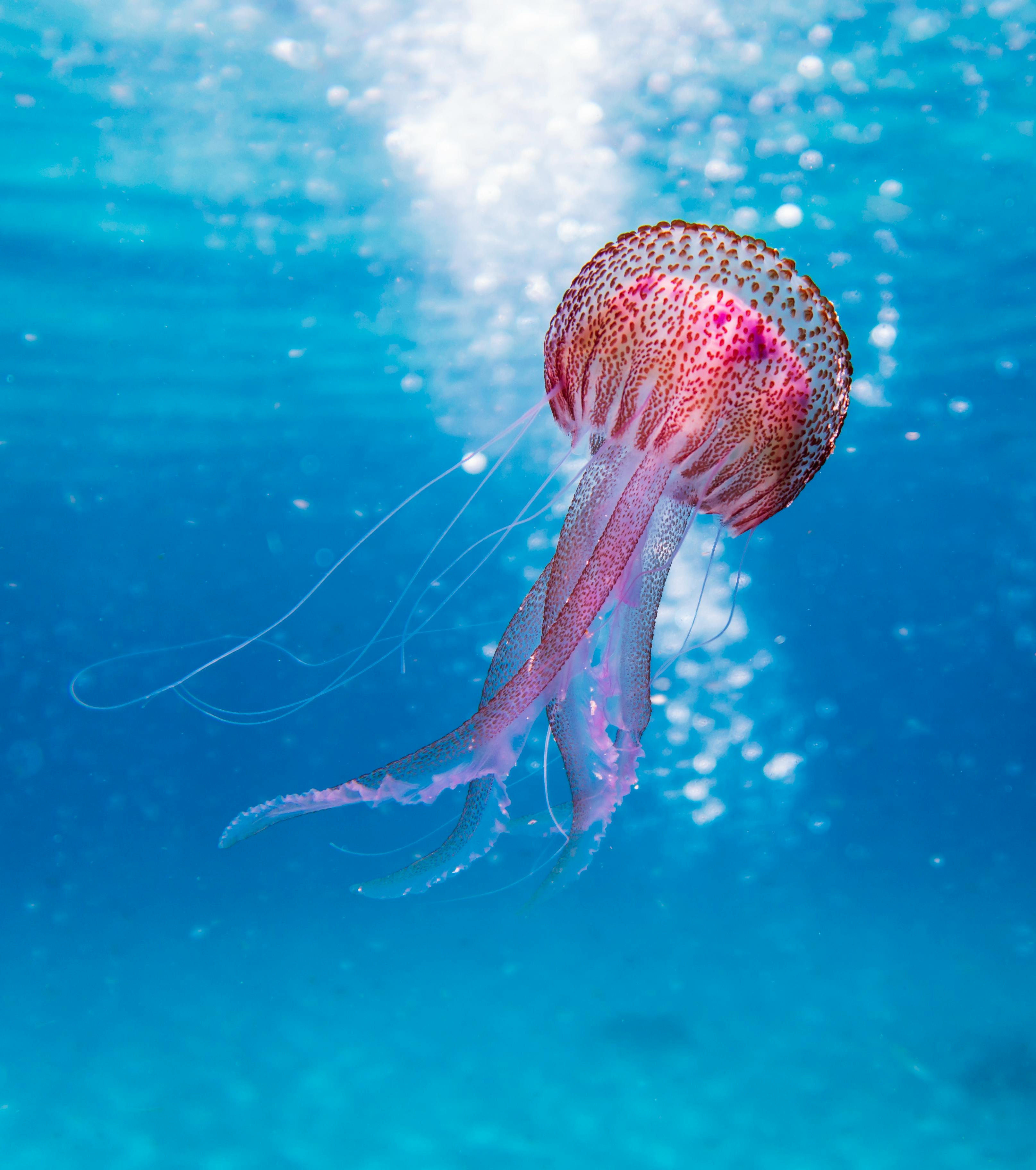 pics of ocean life
