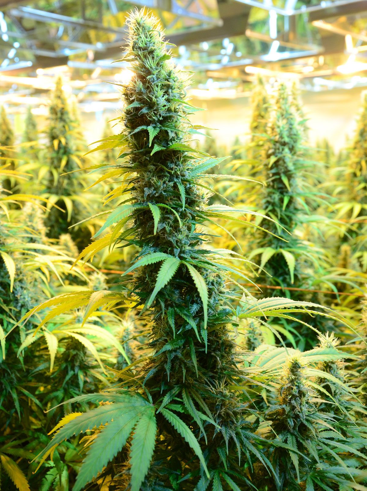 pics of pot plants