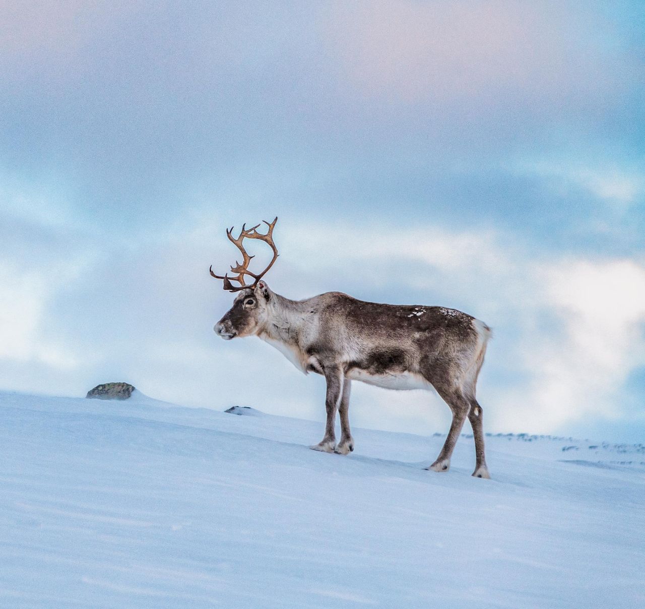 pics of reindeer