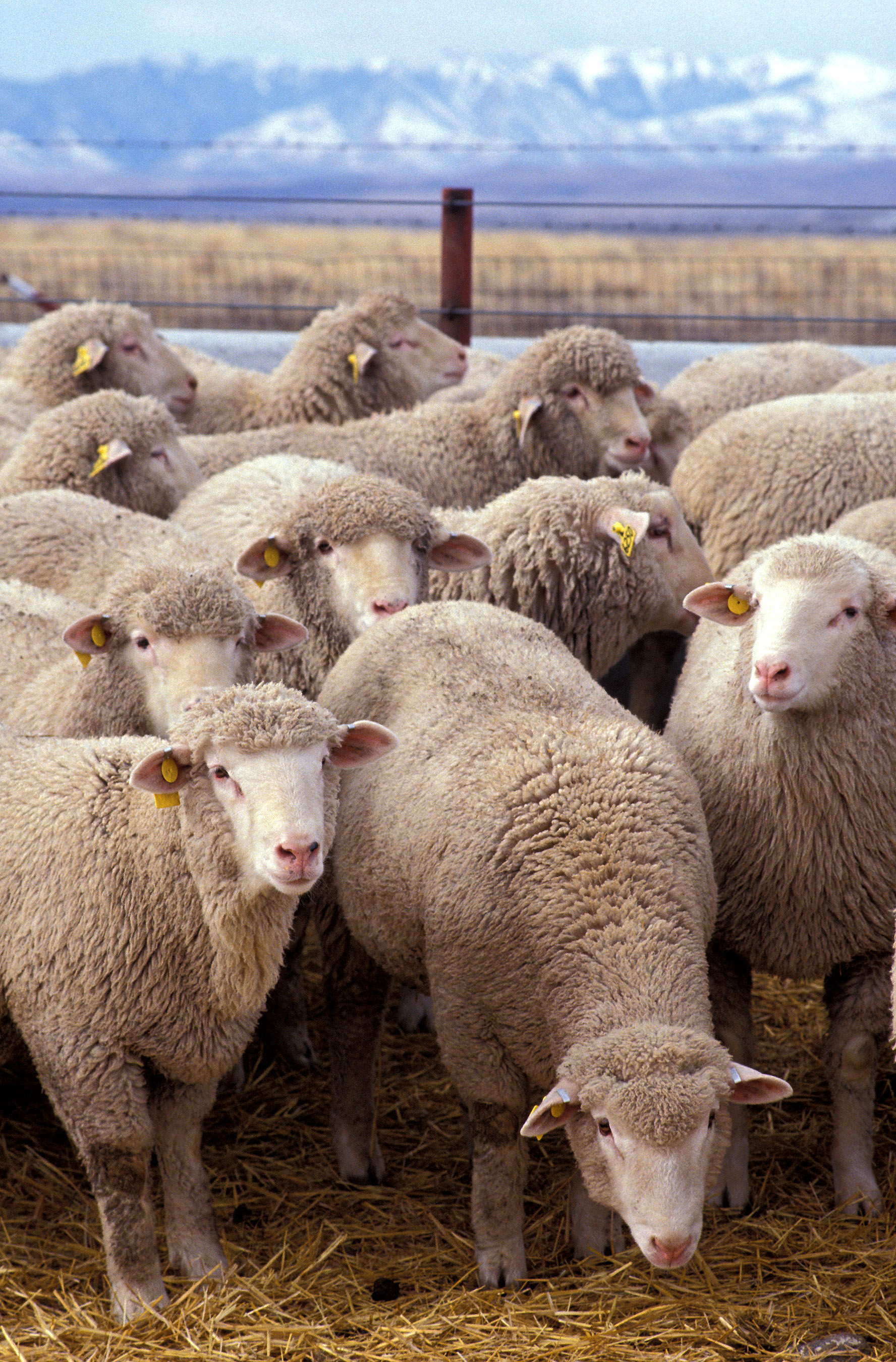 pics of sheep