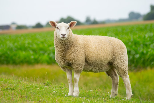 pics of sheep