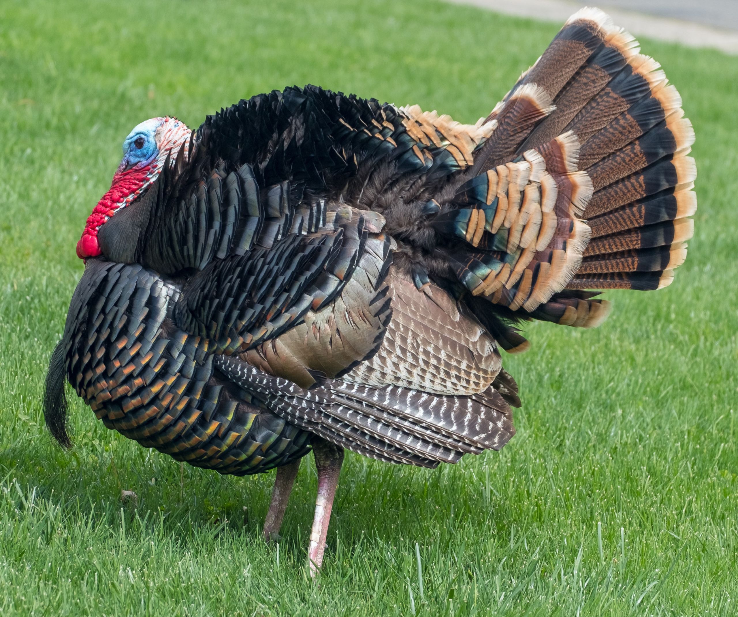 pics of turkeys