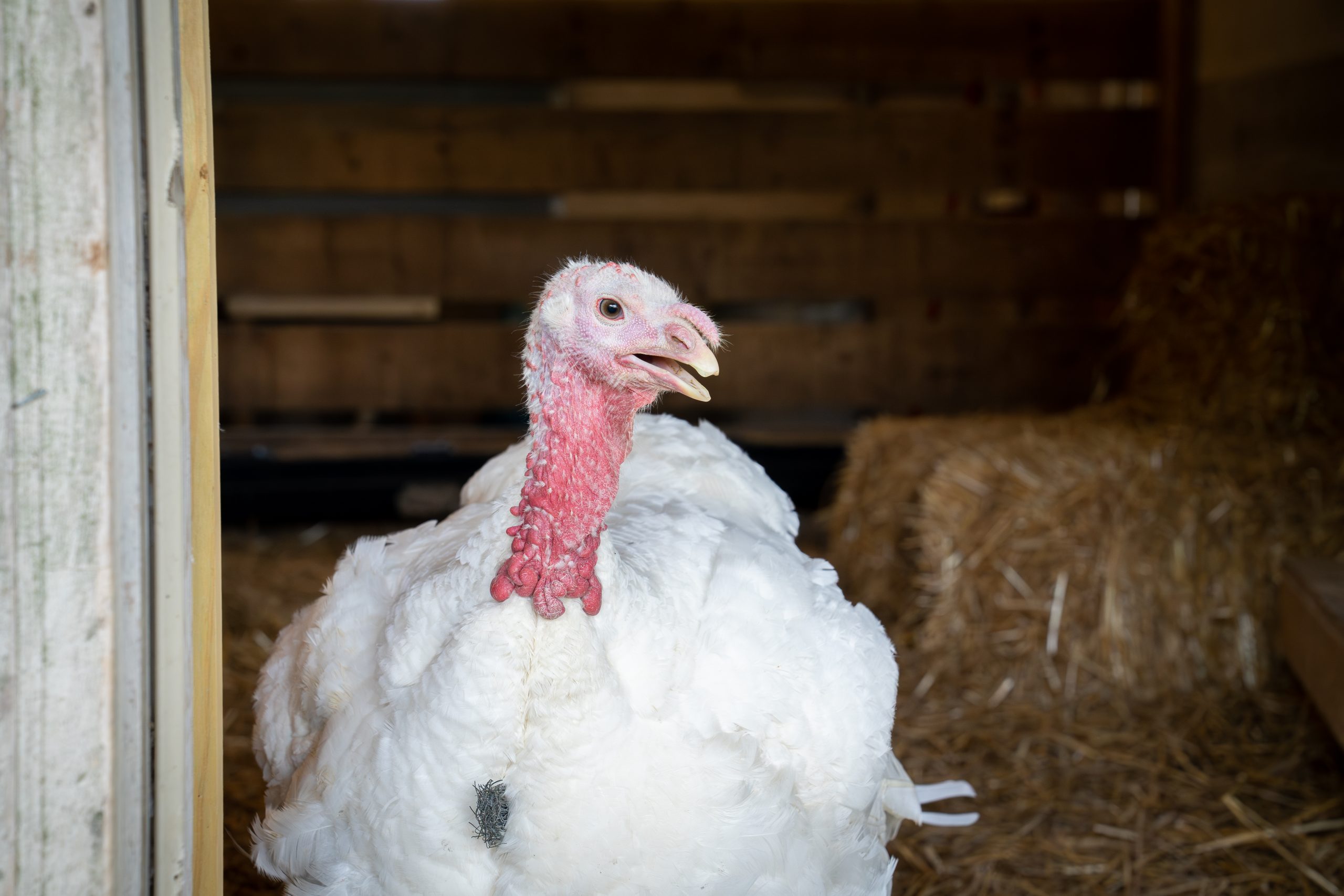 pics of turkeys