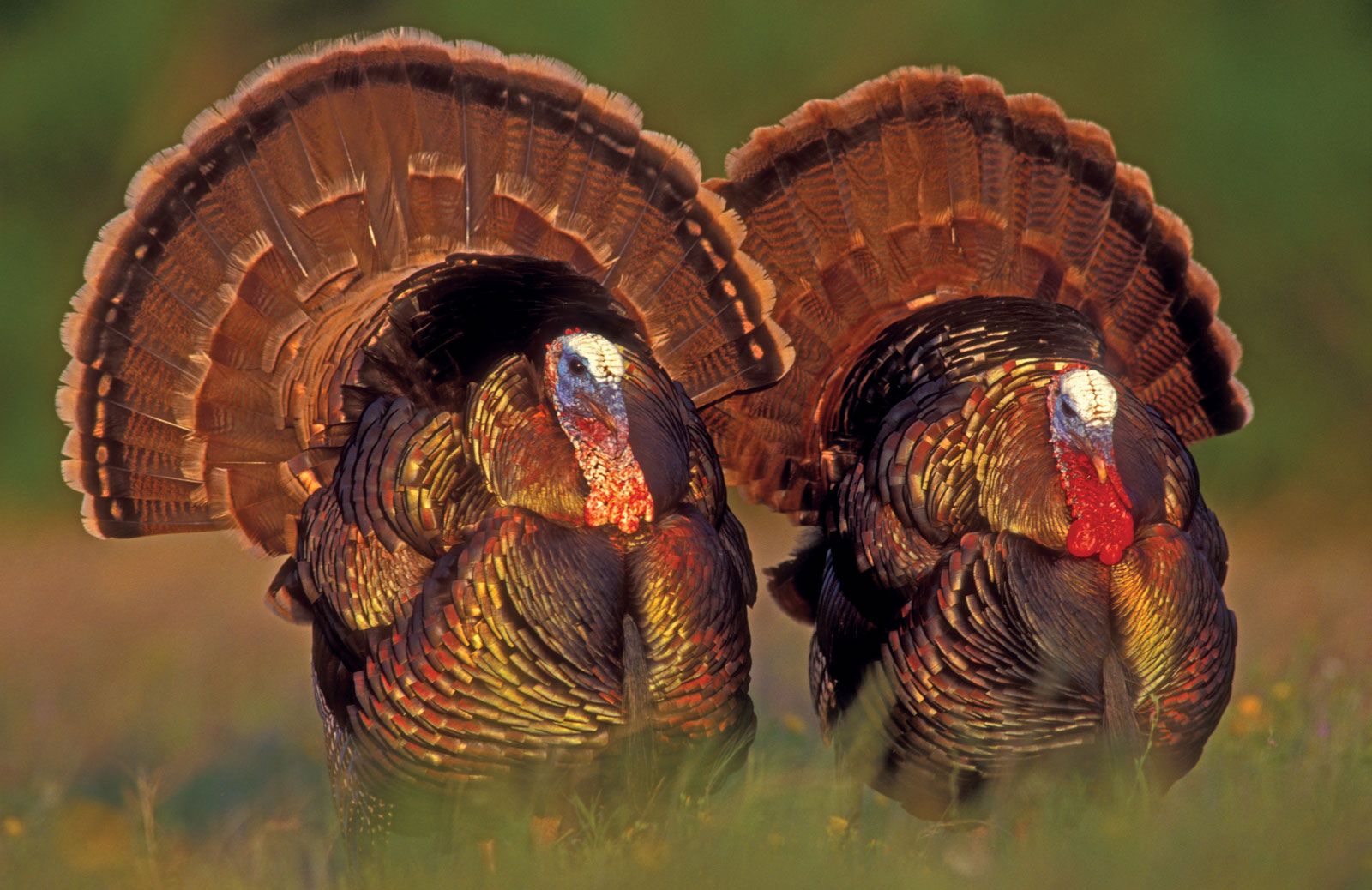 Turkey | Description, Habitat, &amp; Facts | Britannica