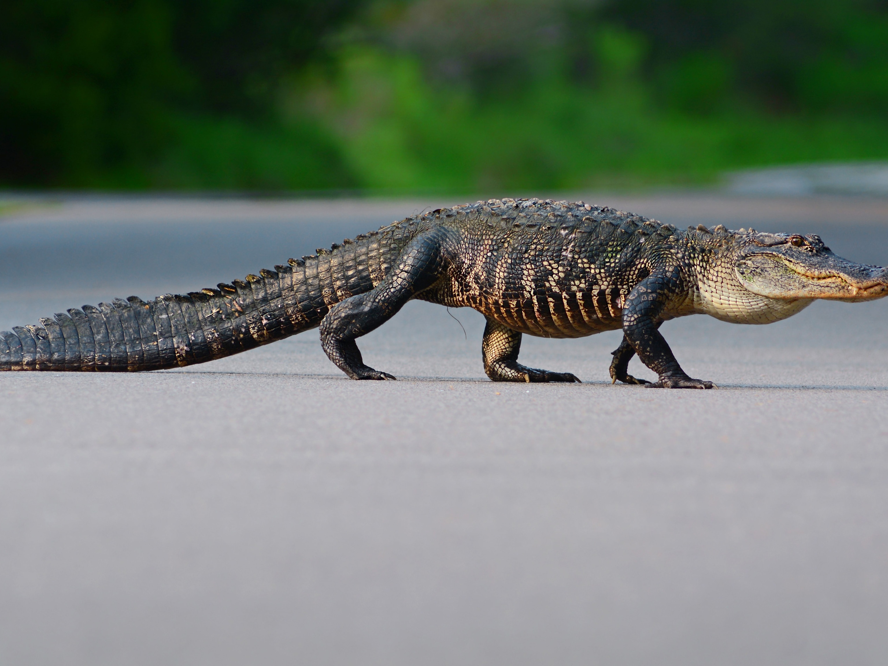 American Alligator | National Geographic