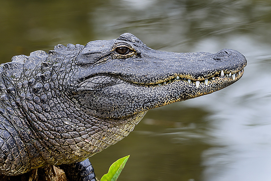 Alligator - City of Arlington