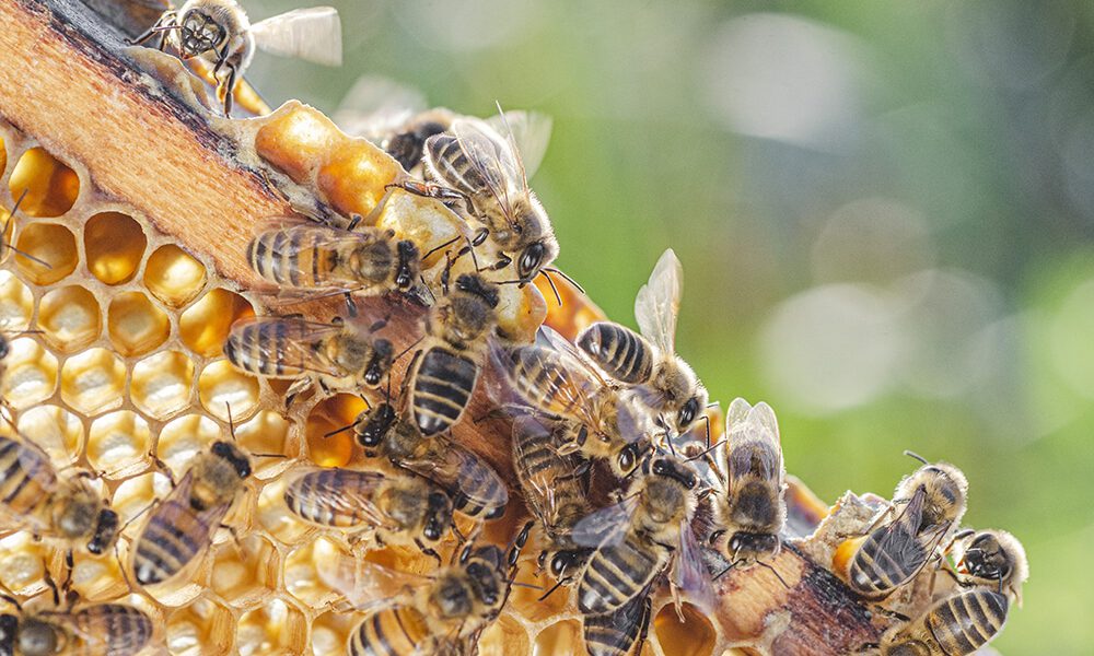 How Long Do Bees Live? Your Complete Guide - Covenant Wildlife