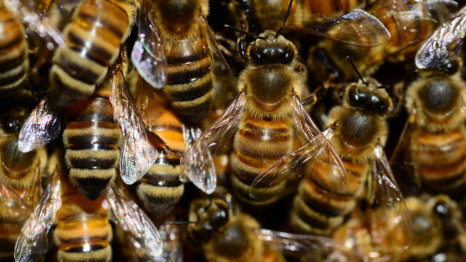 Where do bees go in the winter?