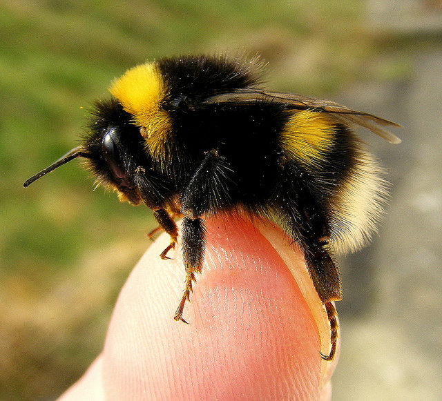 Bee Pest Control West Midlands