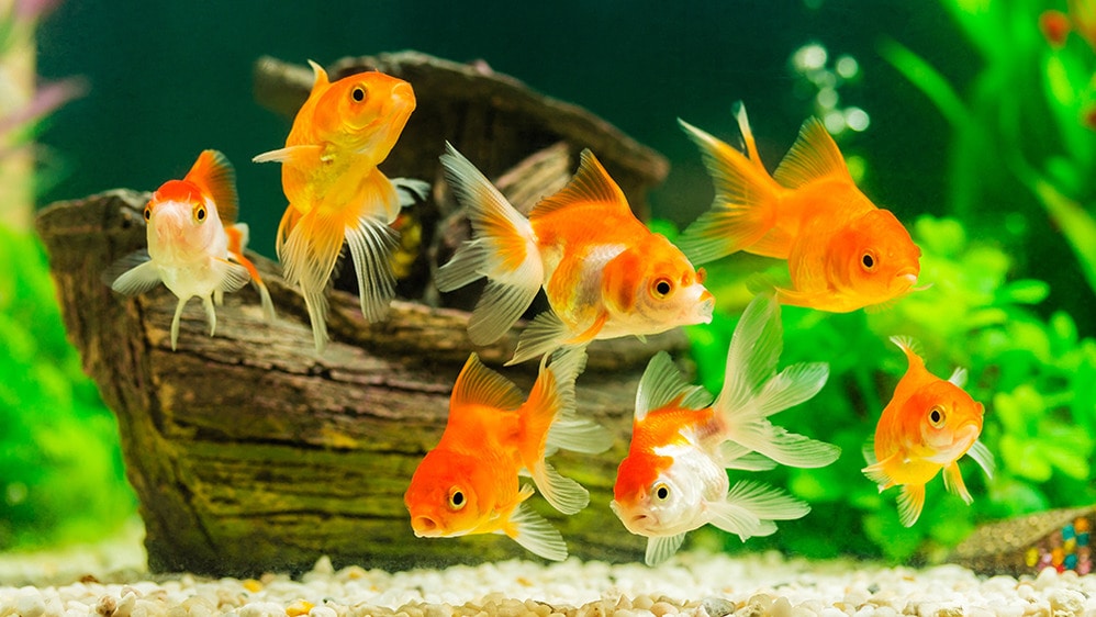 Fish | Healthy Pets, Healthy People | CDC
