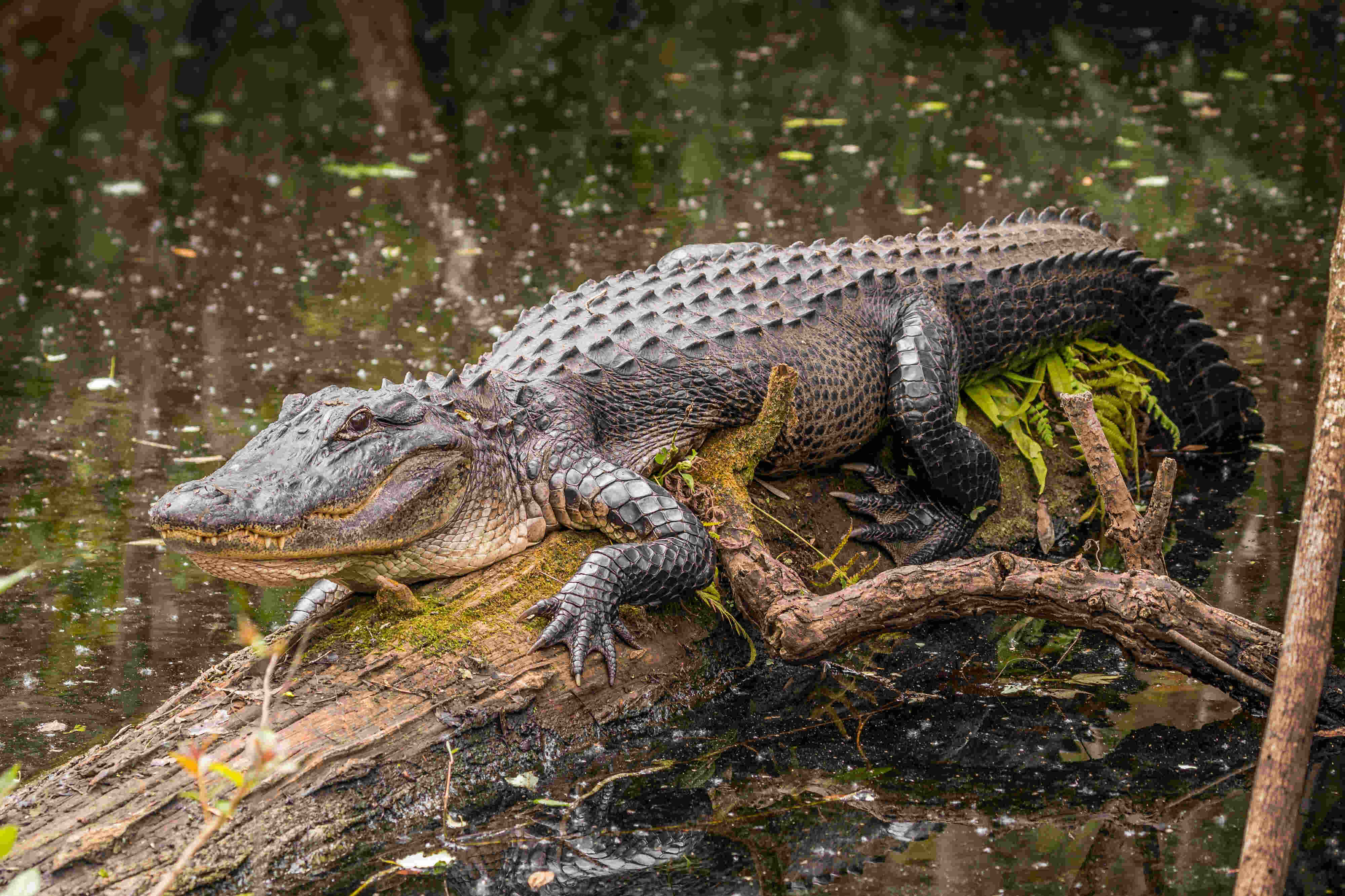 picture of a alligator