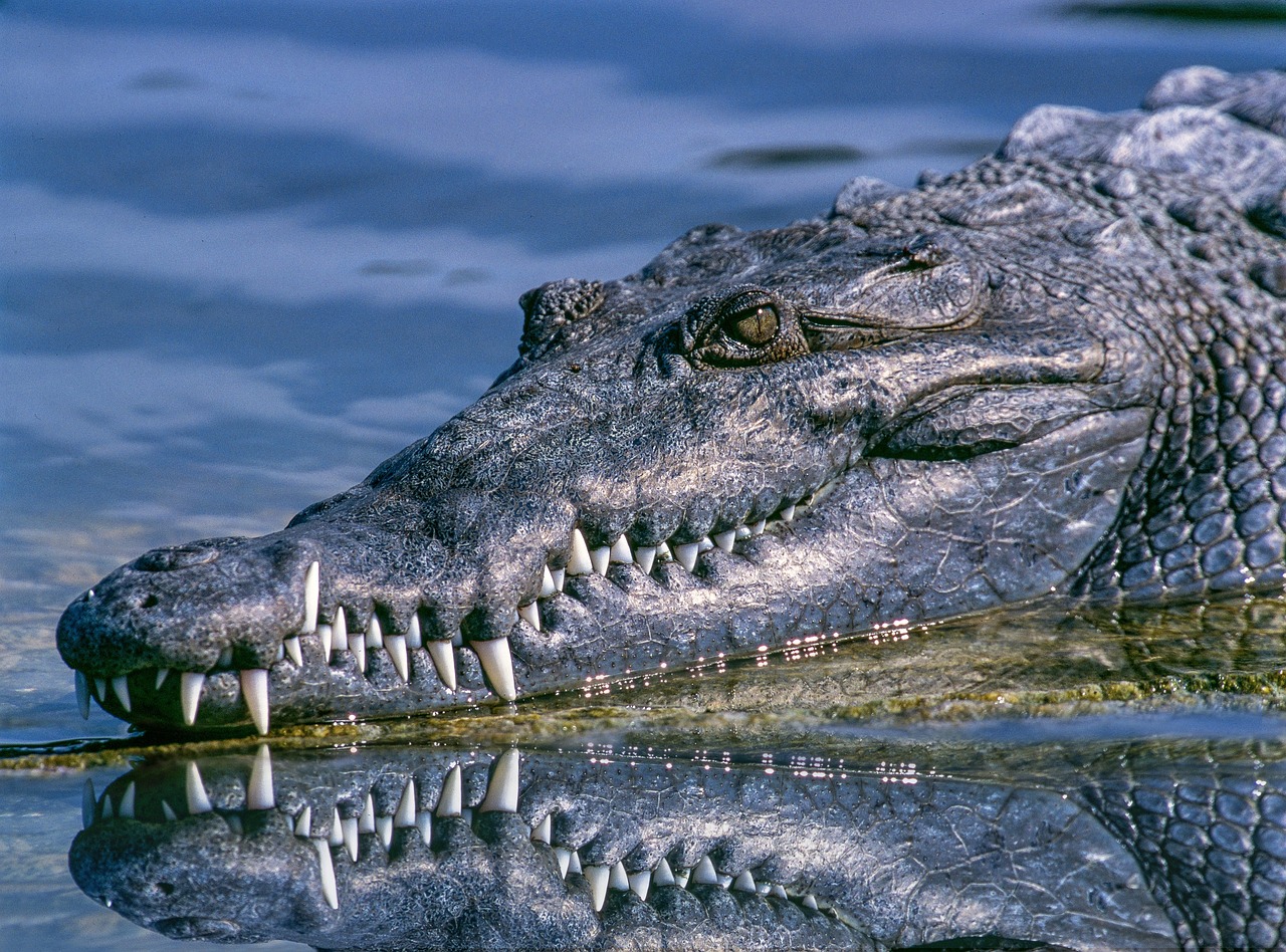 picture of a alligator