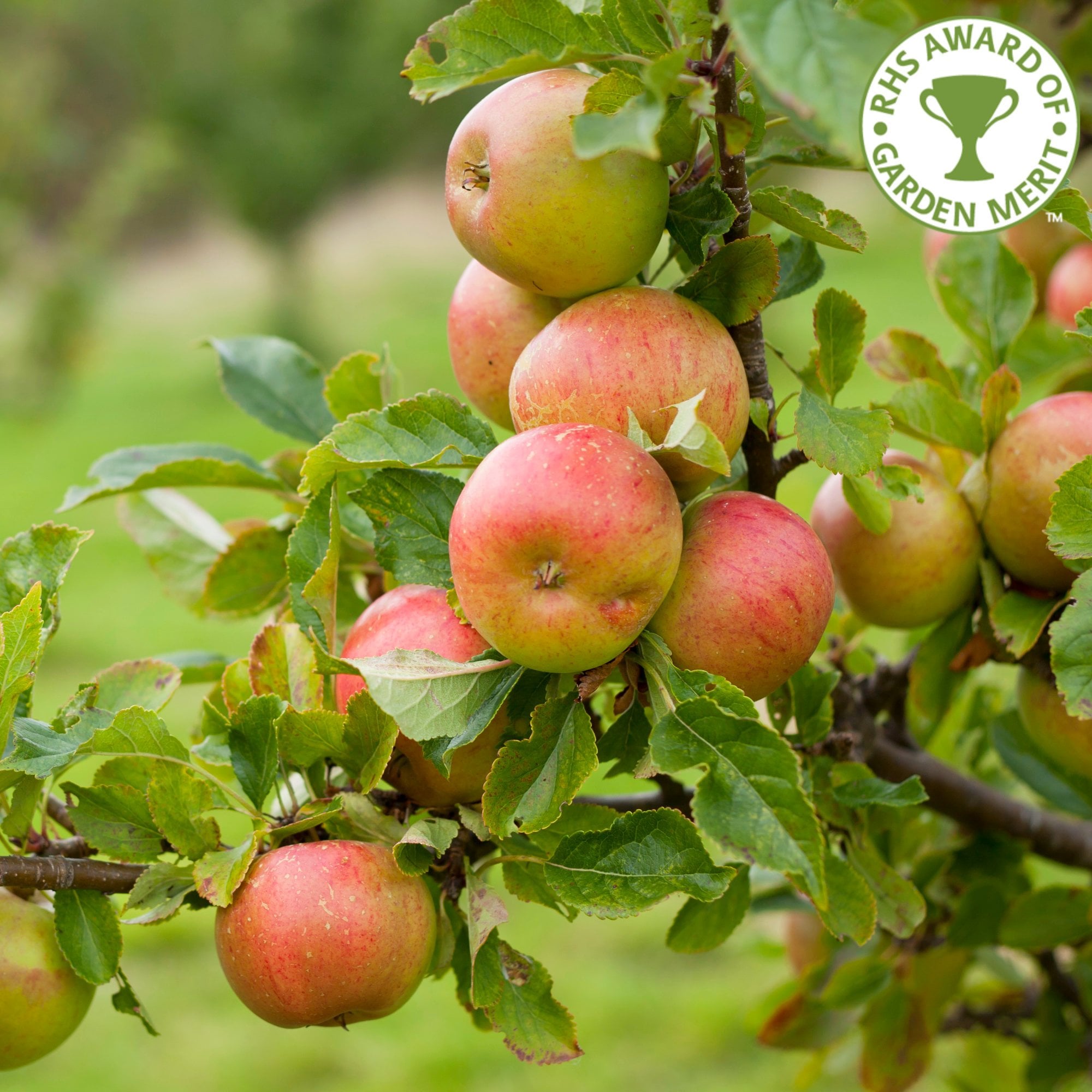 picture of a apple tree