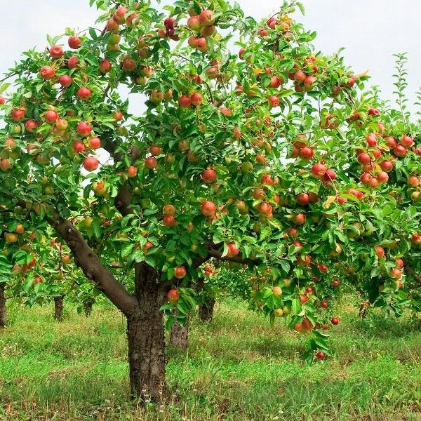 picture of a apple tree
