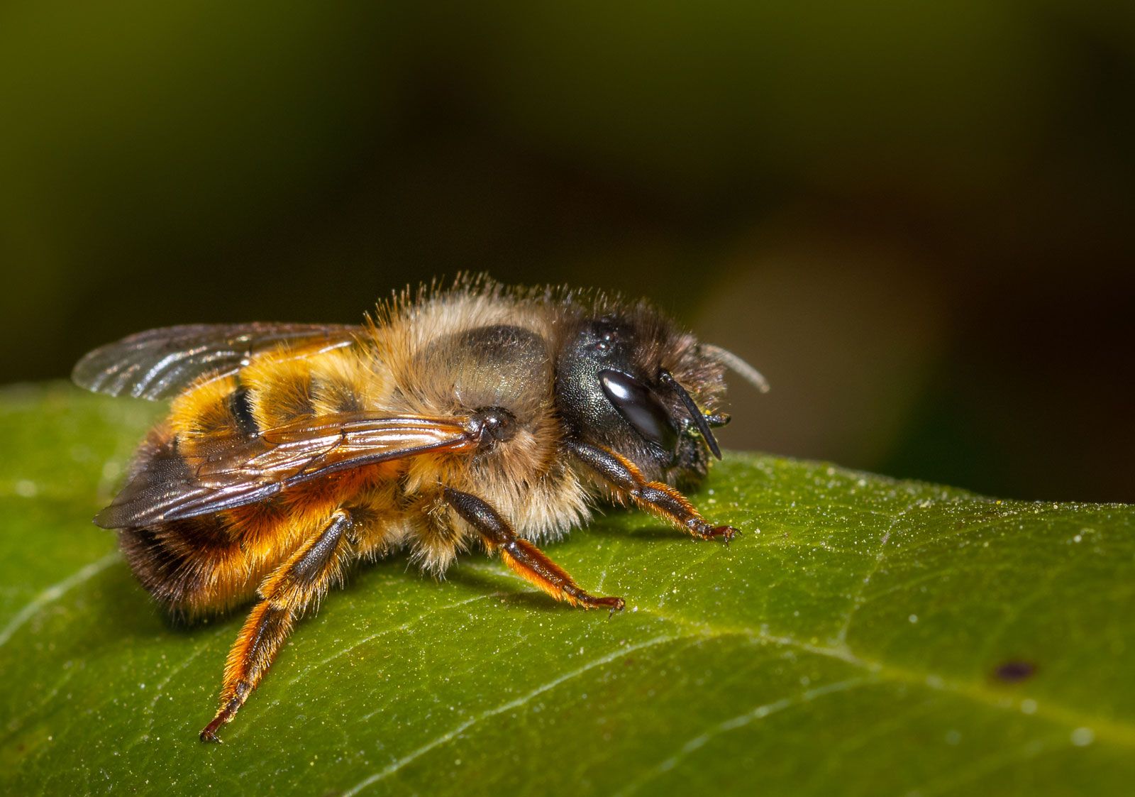 picture of a bee