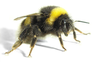 picture of a bumble bee