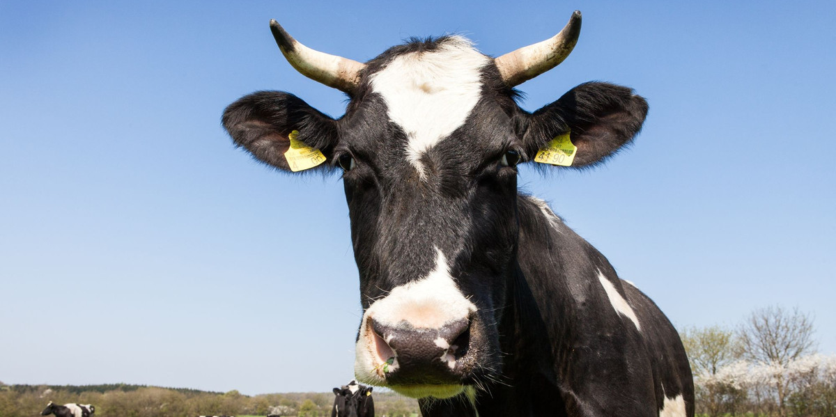 picture of a cow