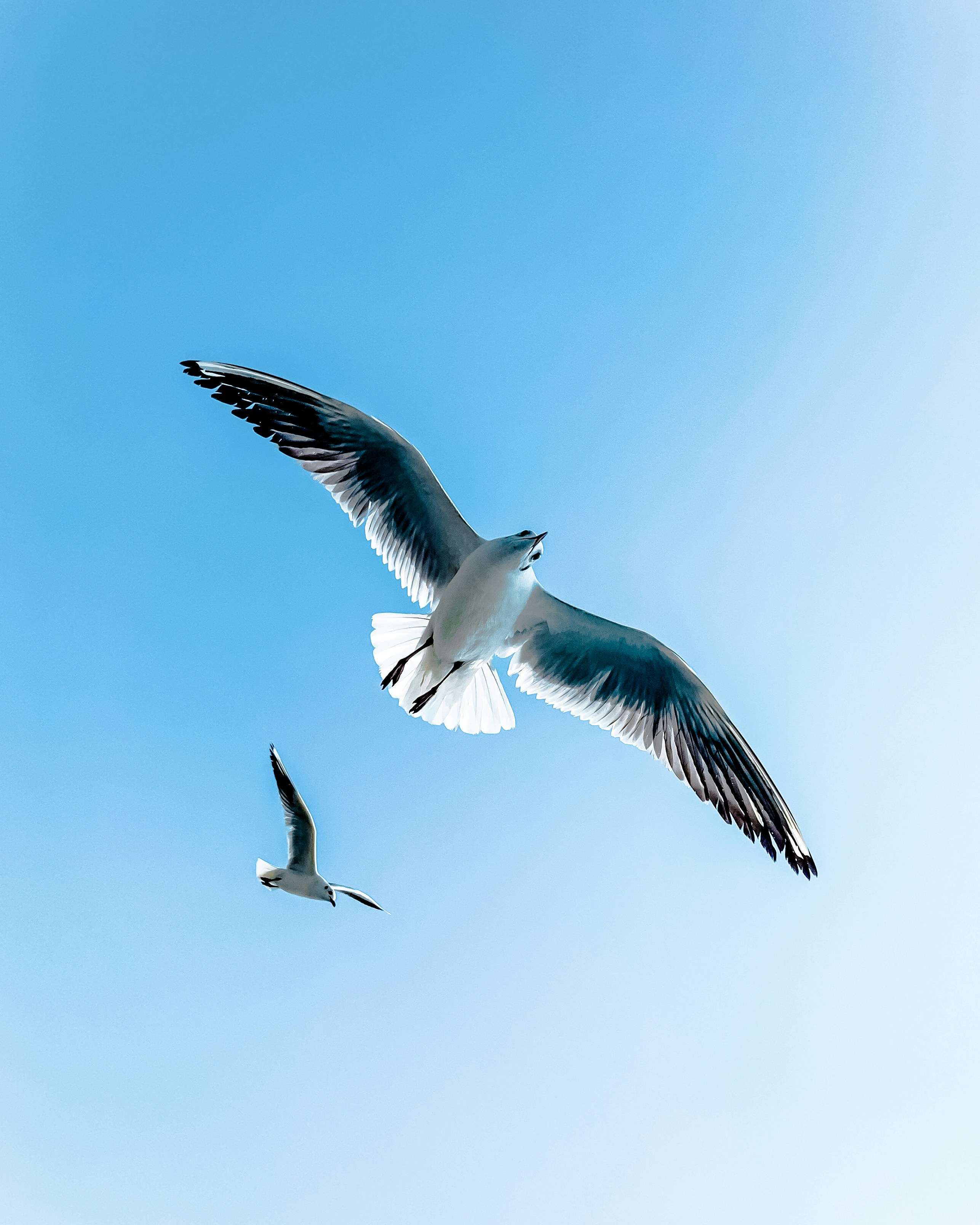 1000+ Birds Flying Pictures | Download Free Images on Unsplash