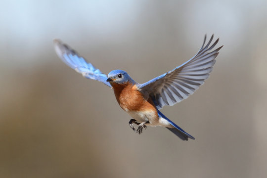 Bird Flying-Bilder: Stock-Fotos &amp; -Videos. | Adobe Stock