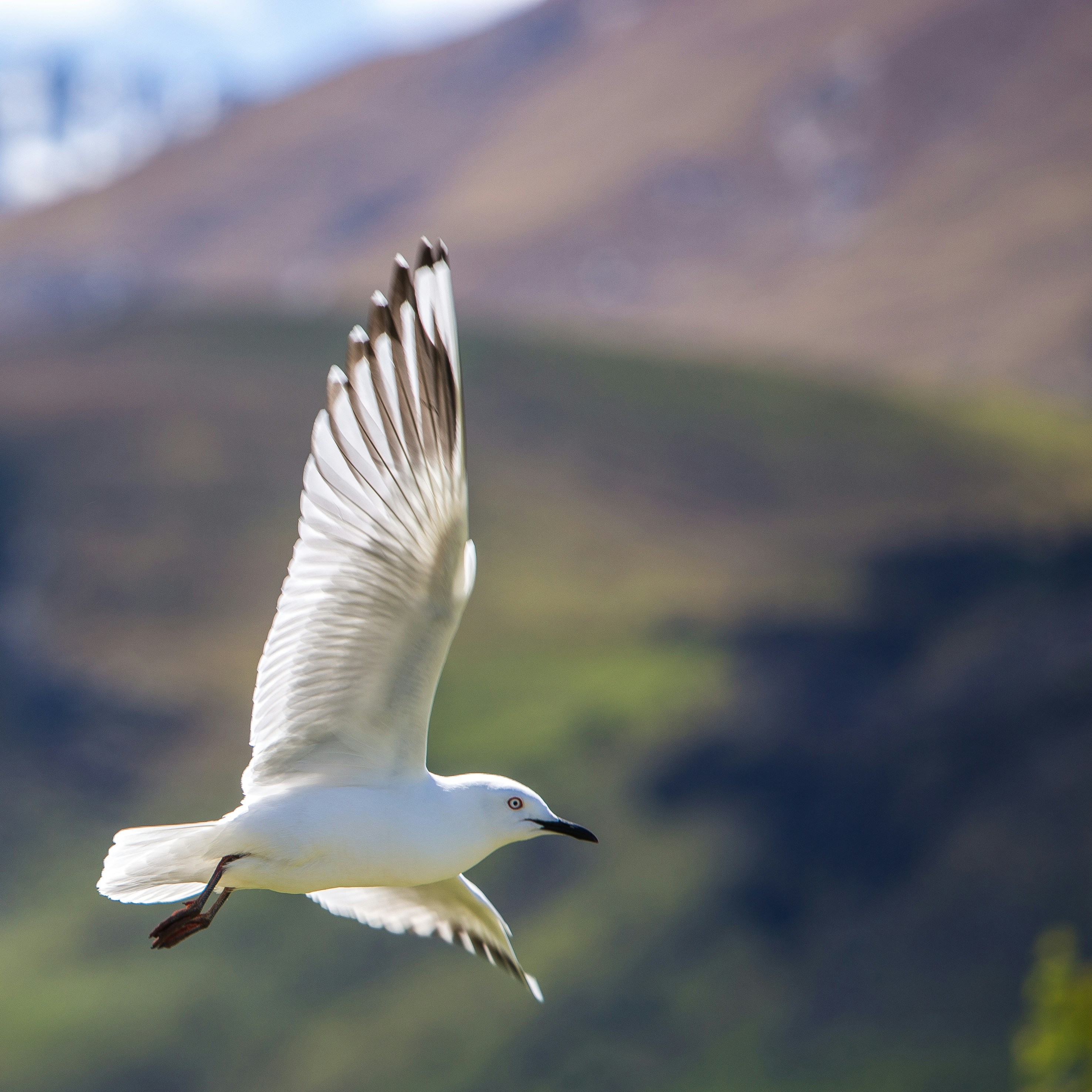 500+ Flying Bird Pictures | Download Free Images on Unsplash
