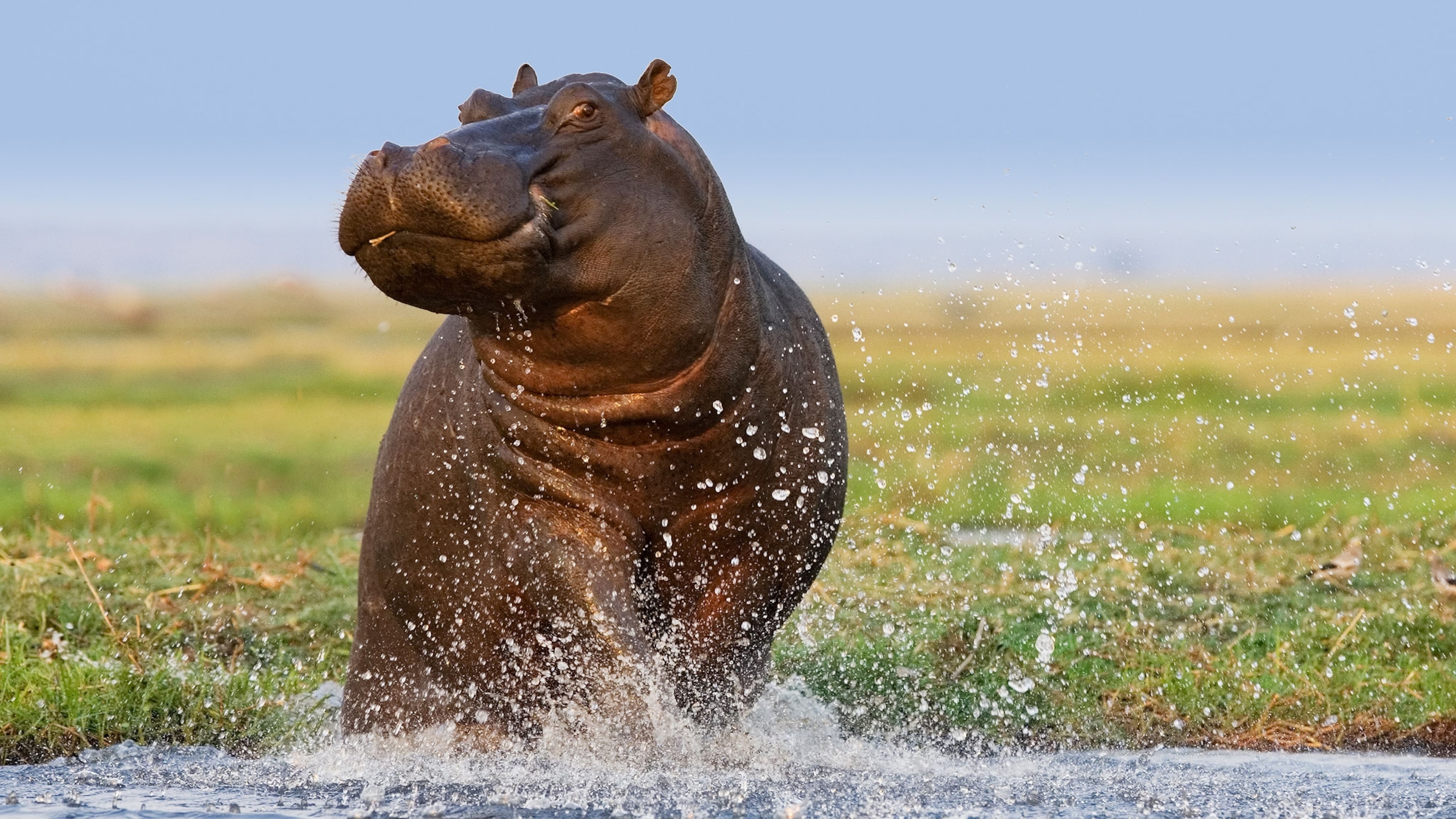 picture of a hippopotamus