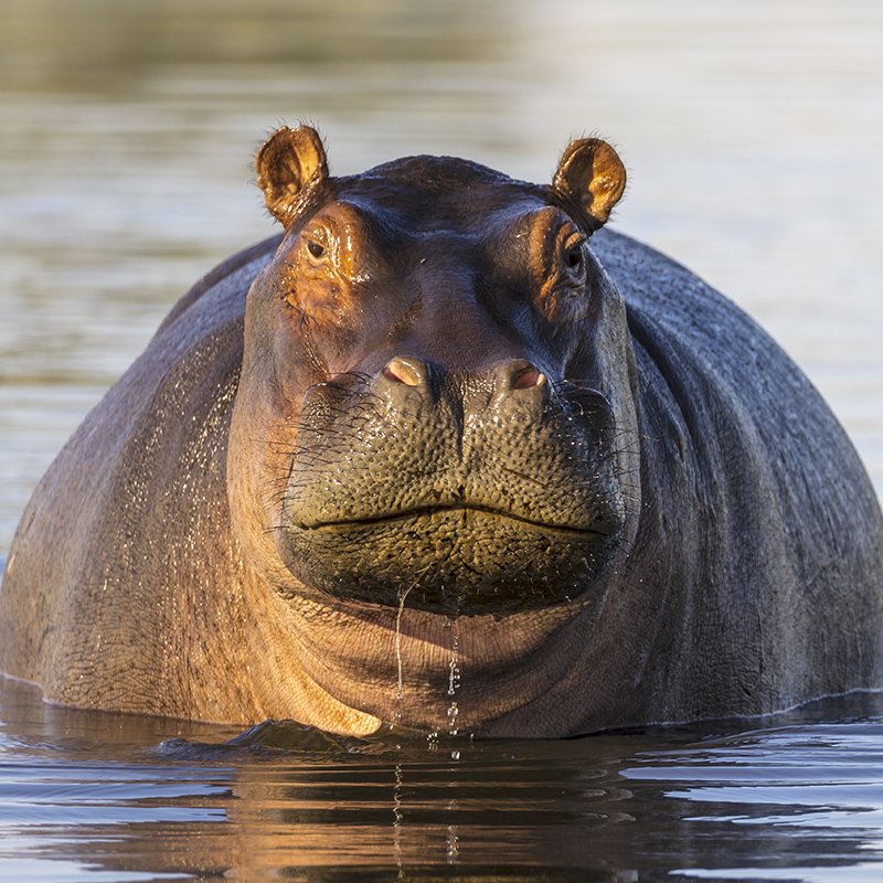 picture of a hippopotamus