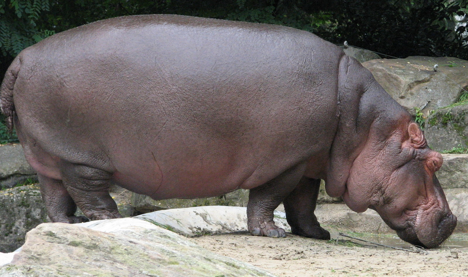picture of a hippopotamus