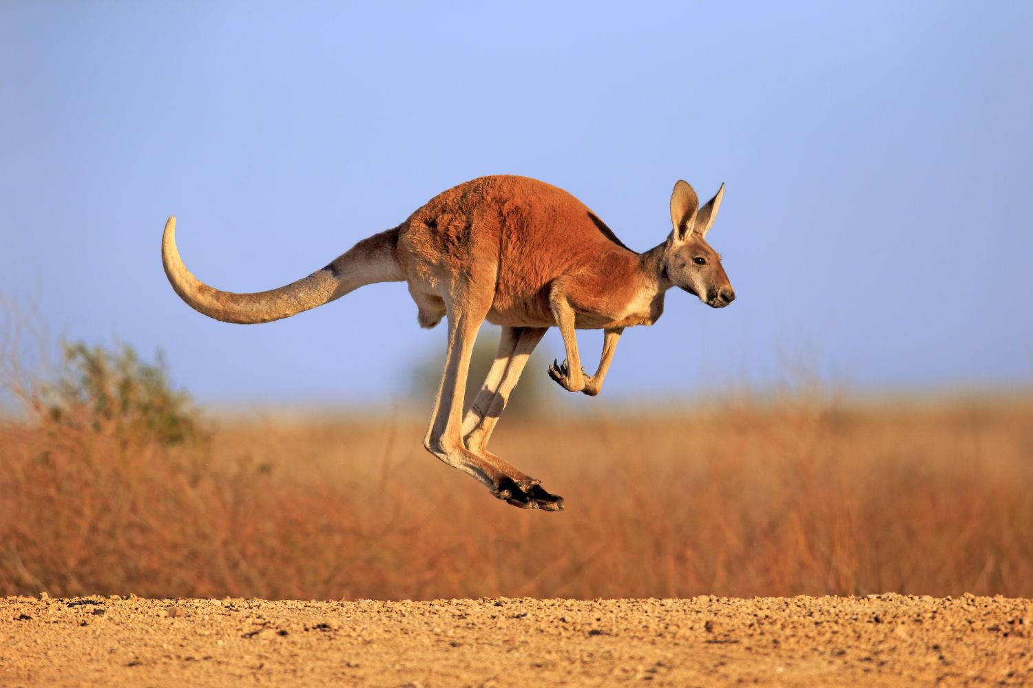 picture of a kangaroo