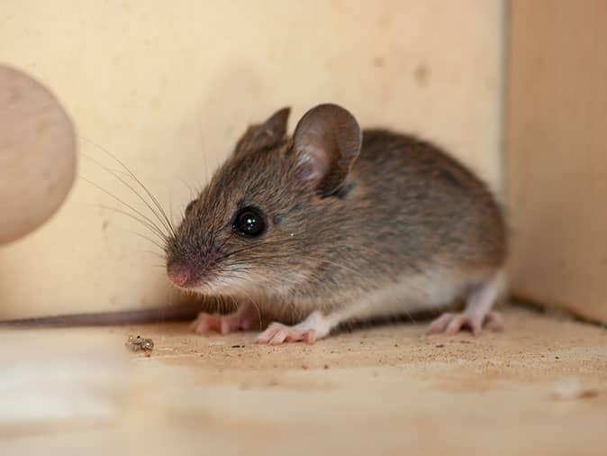 picture of a mouse