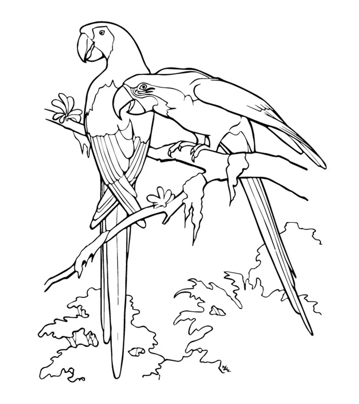 picture of a parrot to colour in