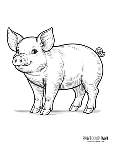 picture of a pig to color