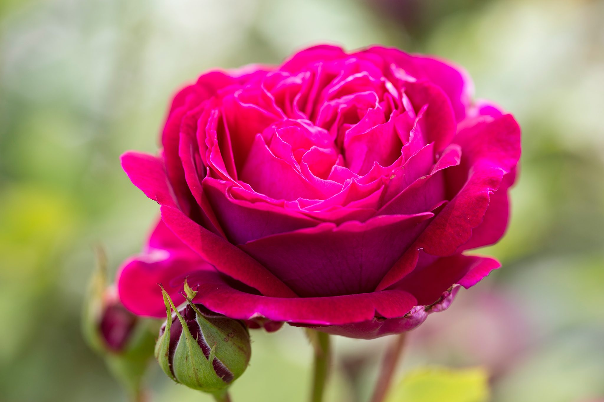 picture of a pink rose
