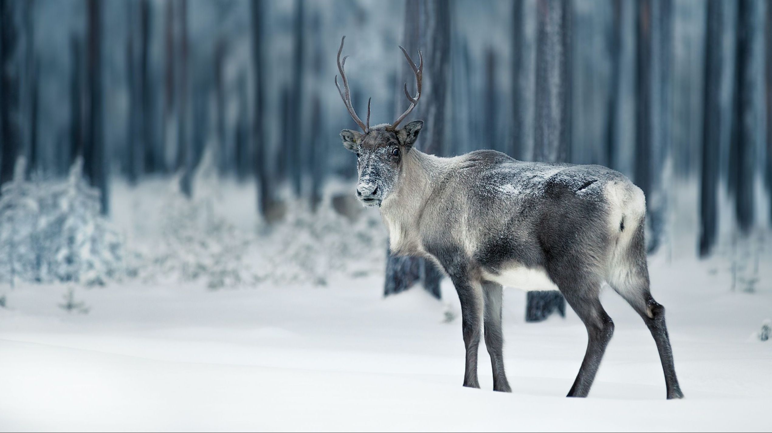 picture of a raindeer