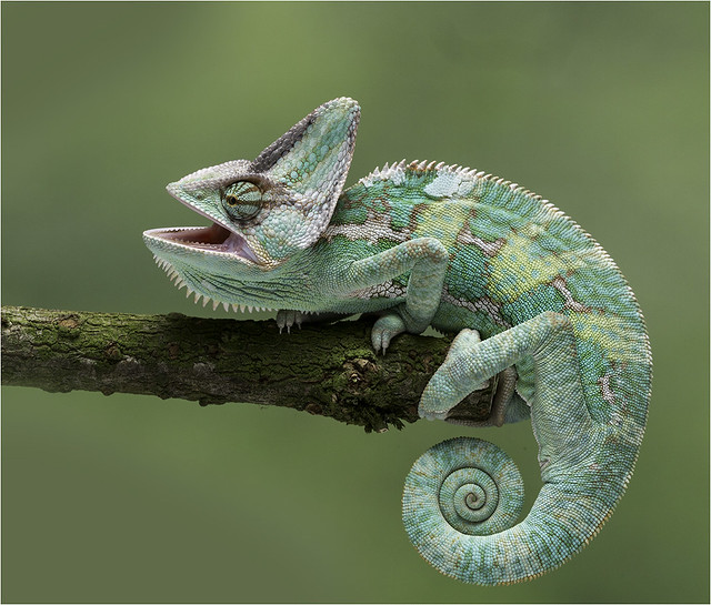 picture of a reptile
