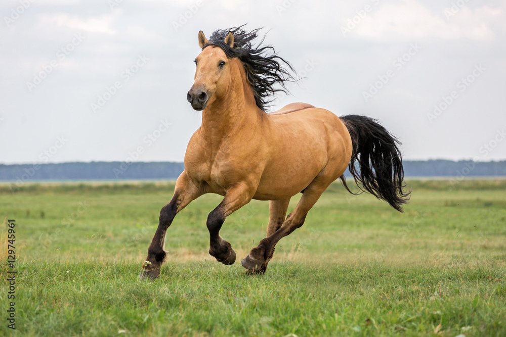 picture of a running horse