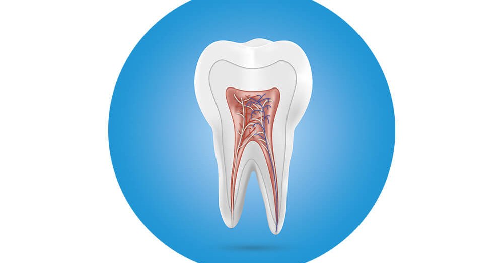 picture of a tooth