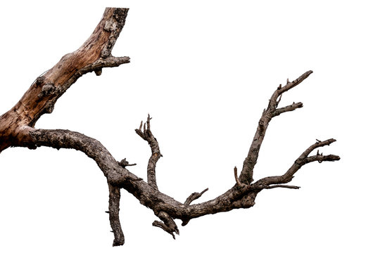picture of a tree branch